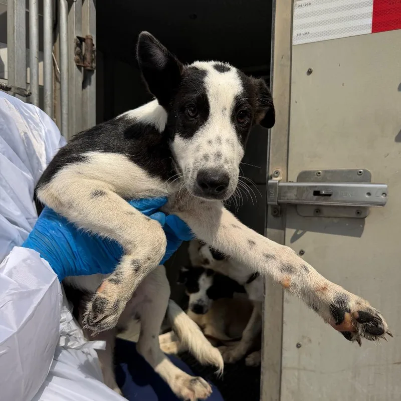 A baby medium-sized male Black Collie dog named Croc for adoption in Edinburg, TX