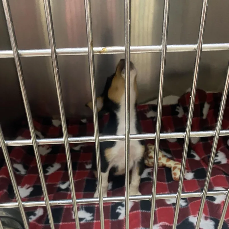 A baby small-sized female Black Hound dog named Tootsie Roll for adoption in Caryville, TN
