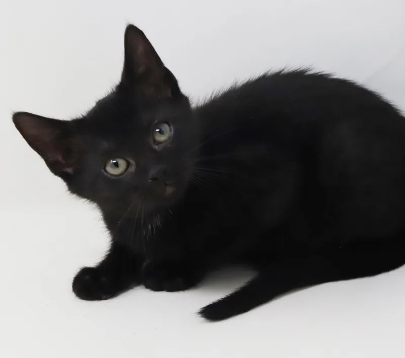 Delilah is a living thumbnail 2