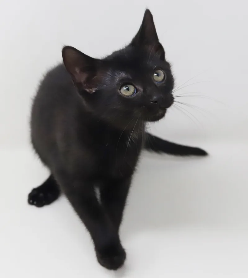 Delilah is a living thumbnail 3
