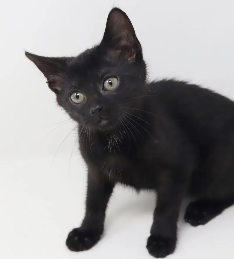 Delilah is a living thumbnail 4