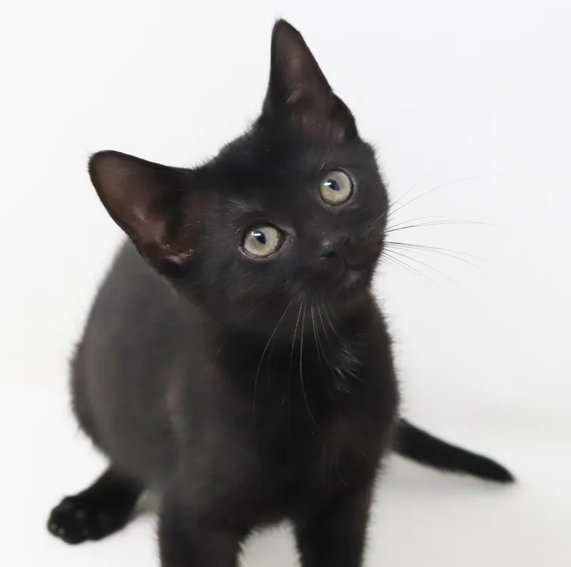 Delilah is a living thumbnail 6