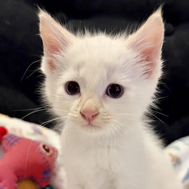 A baby medium-sized male Flame Point Domestic Short Hair cat named Puma for adoption in Murphysboro, IL
