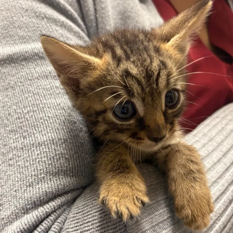 A baby small-sized male Brown / Chocolate Domestic Short Hair cat named Shaggy for adoption in Yuma, AZ