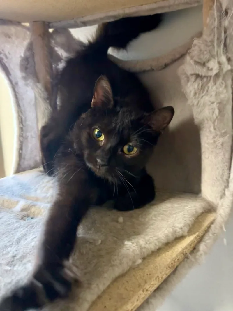 Winky Winks thumbnail 2