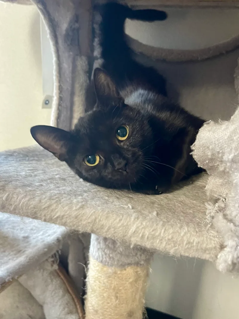 Winky Winks thumbnail 3