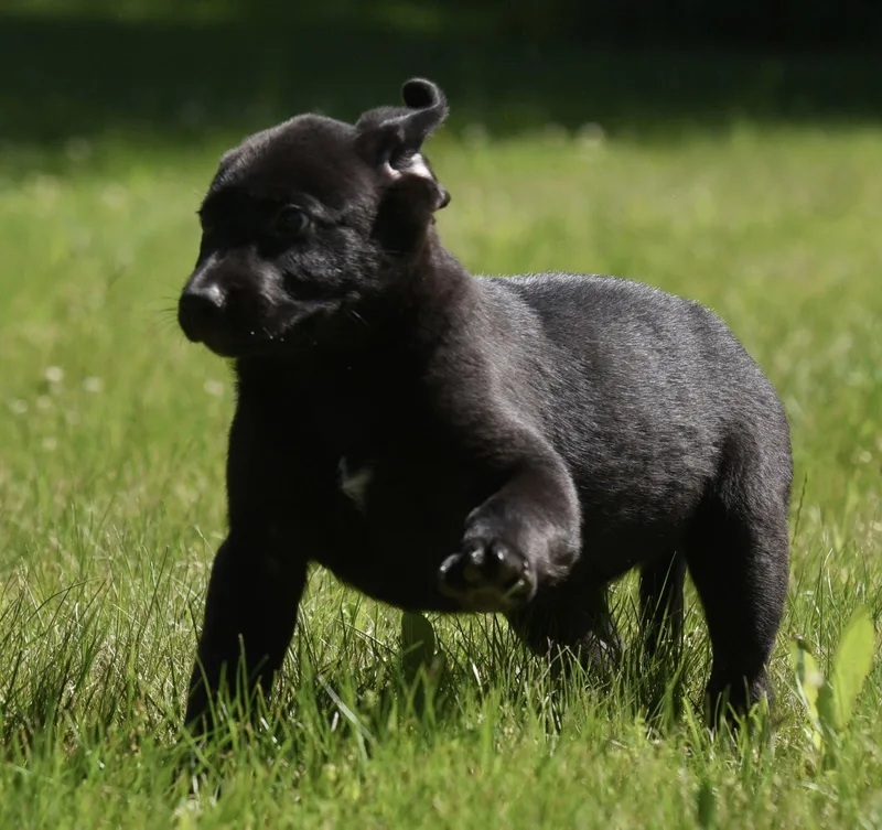 A baby large-sized male Labrador Retriever dog named Nikolai for adoption in Mechanicsburg, PA