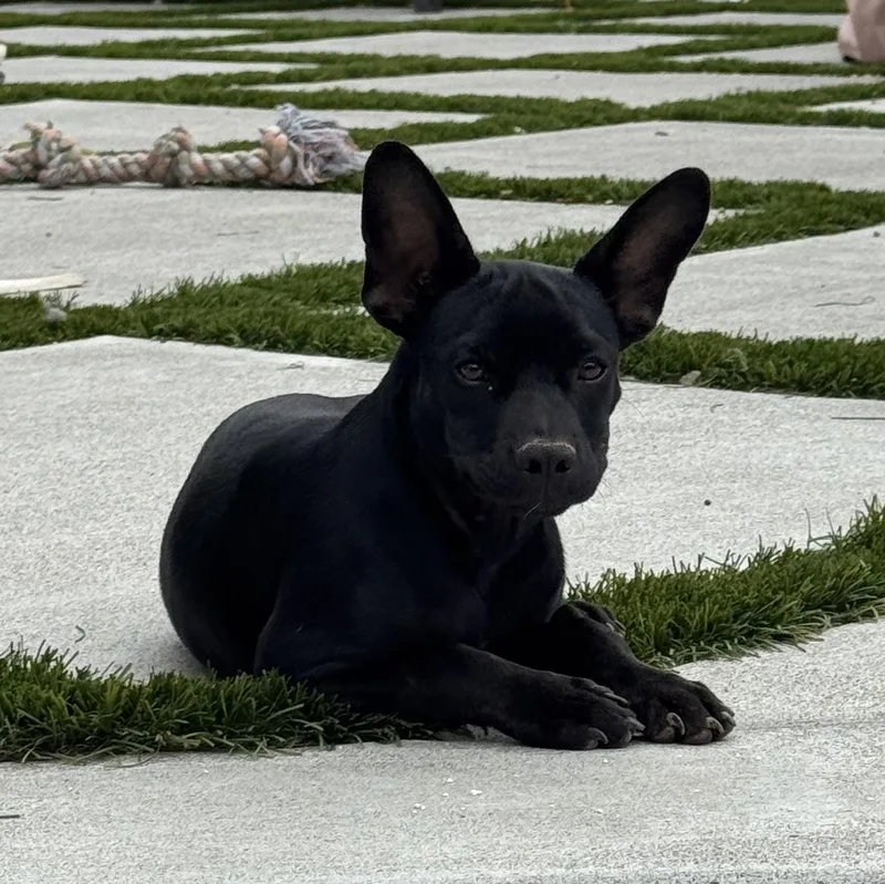 Mr. Shadow Riley