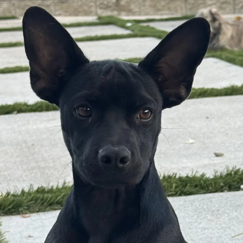 Mr. Shadow Riley thumbnail 2