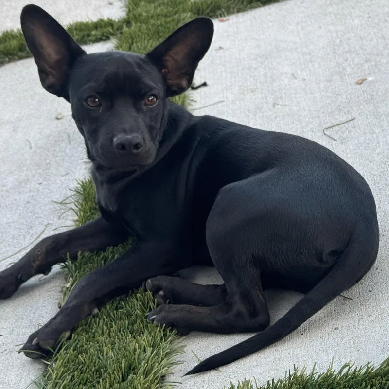 Mr. Shadow Riley thumbnail 3