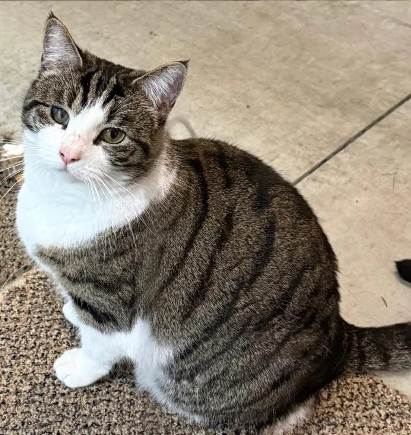 Twizzler thumbnail 2