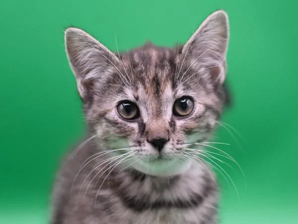 A baby small-sized female Domestic Short Hair cat named Dawn for adoption in Portland, OR