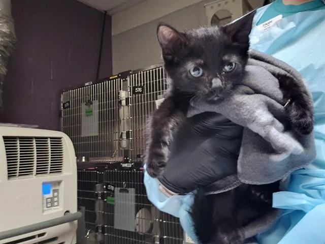 A baby small-sized male Domestic Short Hair cat named Florian for adoption in Pueblo, CO