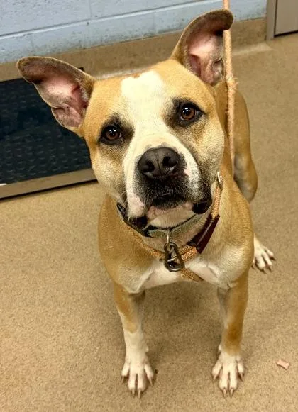An adult large-sized male Mixed Breed dog named Chex for adoption in Chamblee, GA