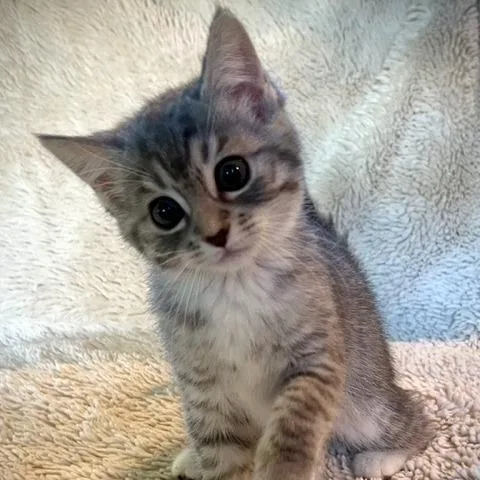 A baby small-sized female Gray / Blue / Silver Domestic Short Hair cat named Romy for adoption in Medford, OR