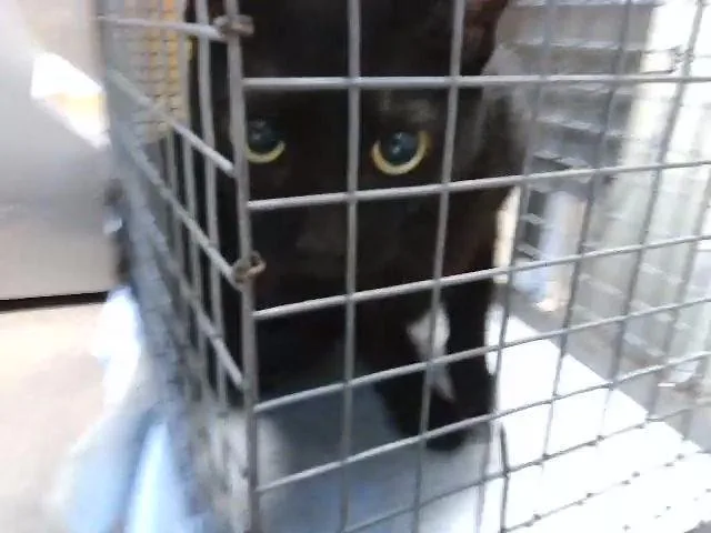 A young large-sized female Domestic Short Hair cat named Sumo for adoption in Tulsa, OK