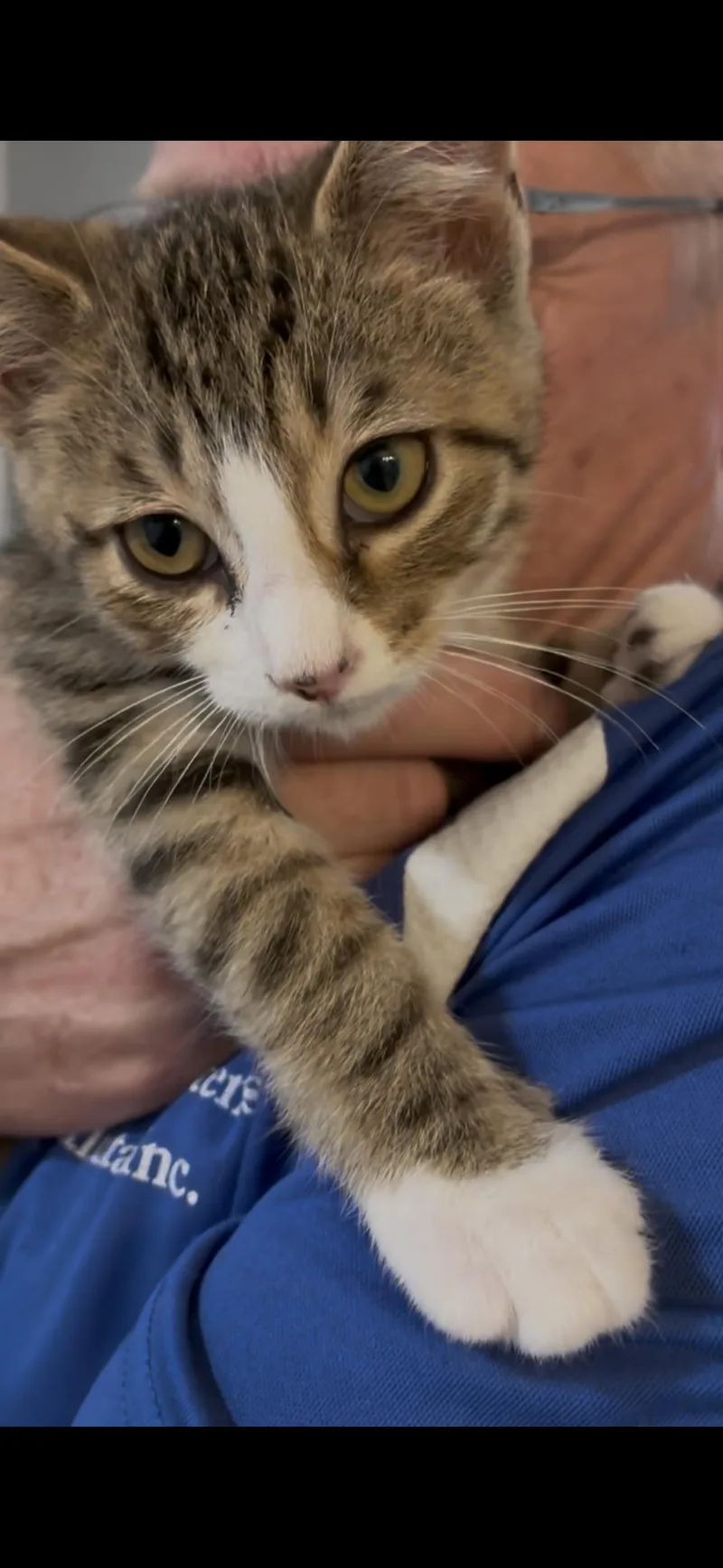 A baby small-sized male Domestic Short Hair cat named Kurt for adoption in Winder, GA