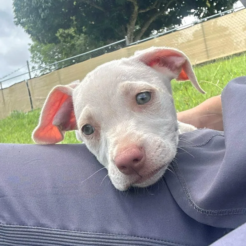 Azul "your Baby!" thumbnail 2