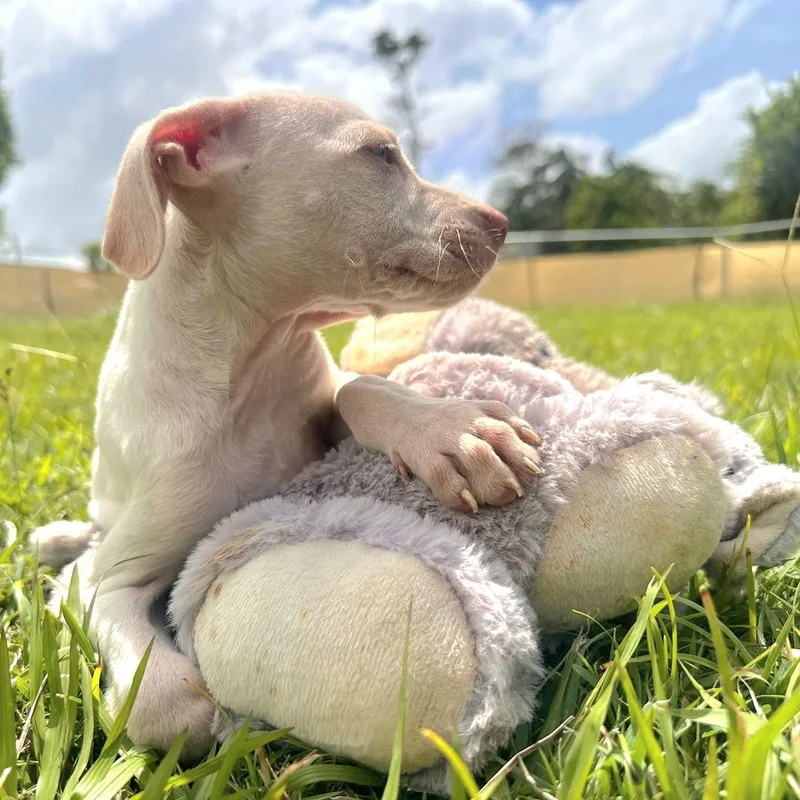 Azul "your Baby!" thumbnail 3