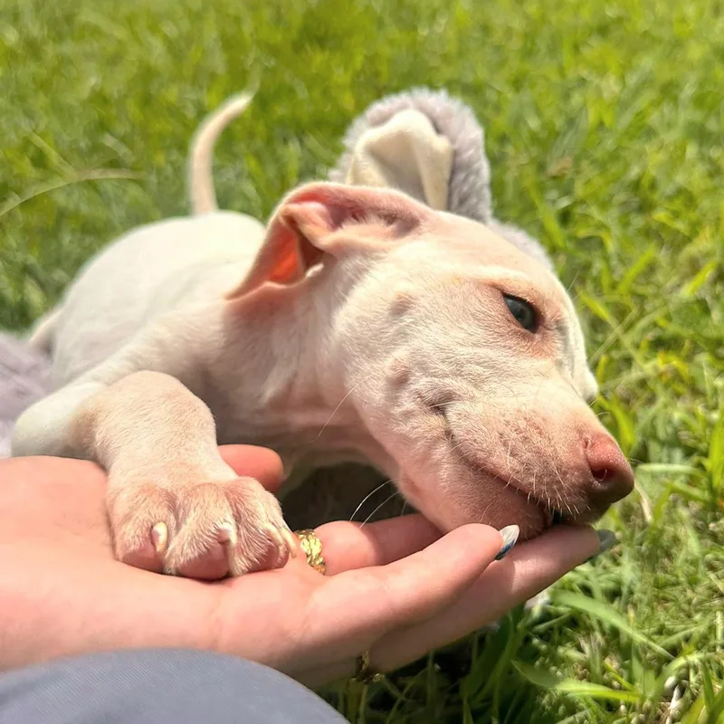 Azul "your Baby!" thumbnail 4