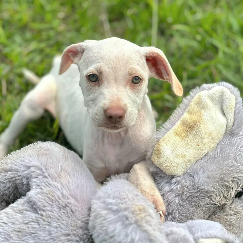 Azul "your Baby!" thumbnail 5