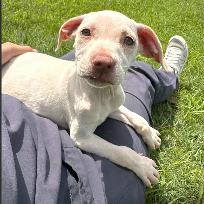 Azul "your Baby!" thumbnail 6