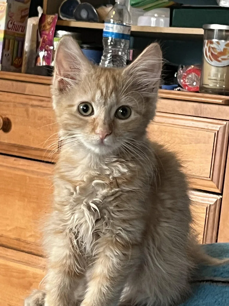 Sherbert