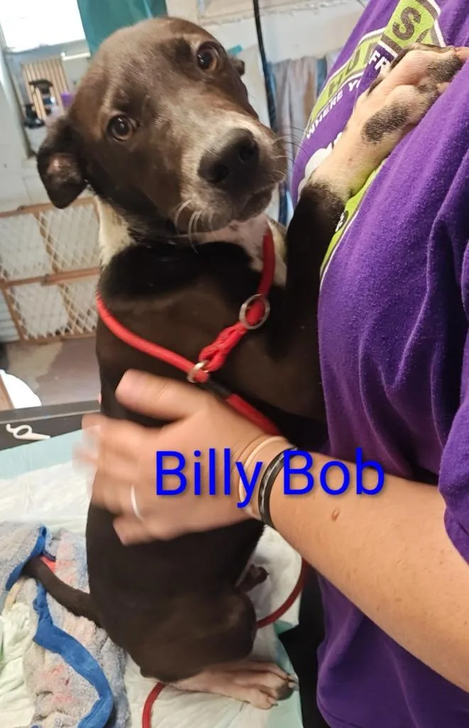 Billy Bob