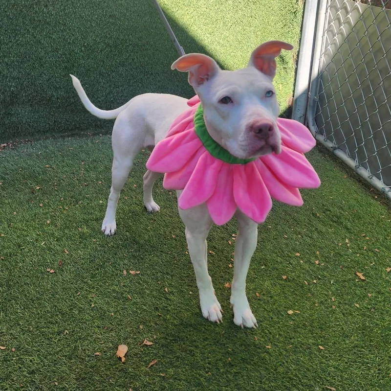 A young medium-sized female White / Cream American Staffordshire Terrier dog named Sugar for adoption in Oak Point, TX