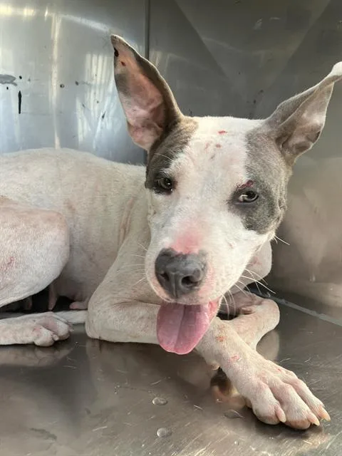 A young medium-sized female Mixed Breed dog named Missy for adoption in Dallas, TX