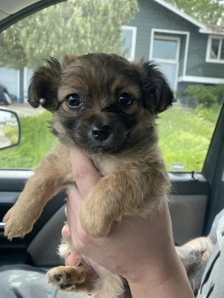 Barkbie