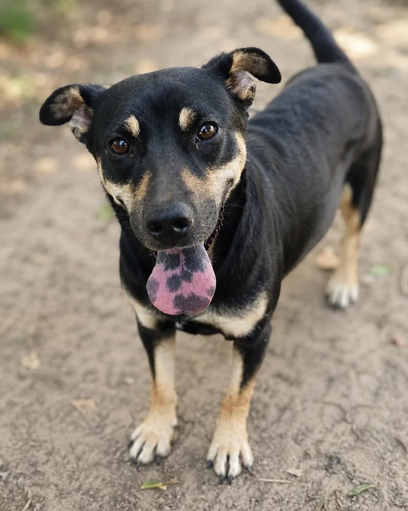 An adult medium-sized female Black Miniature Pinscher dog named Candy for adoption in Spring, TX