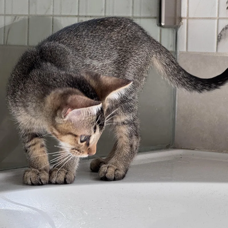 A baby small-sized male Tabby (Brown / Chocolate) Domestic Short Hair cat named Cypress for adoption in Liverpool, TX