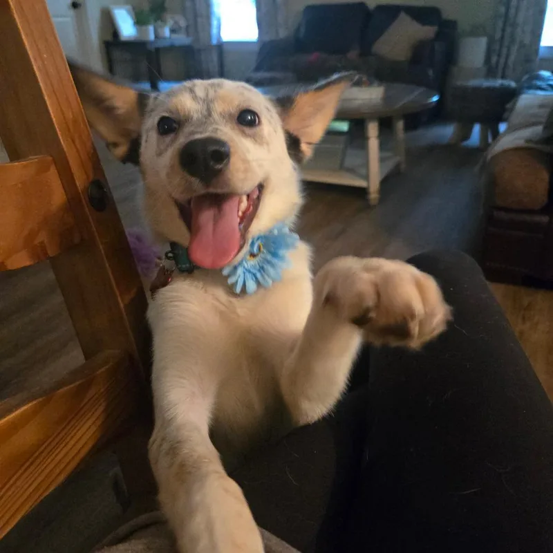 Gigi