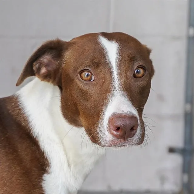 A young medium-sized female Border Collie dog named Gretta for adoption in Sacramento, CA
