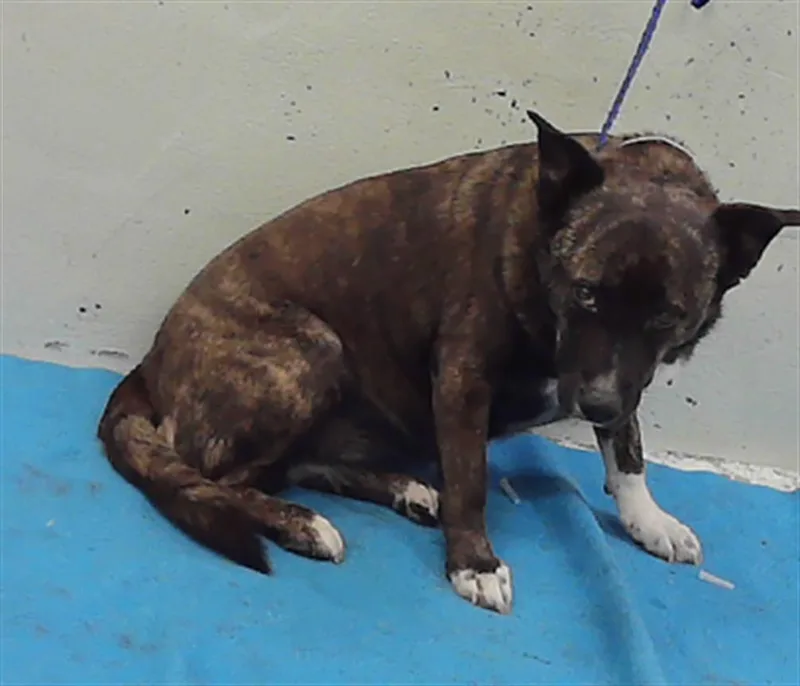An adult medium-sized female Staffordshire Bull Terrier dog named Bella for adoption in Houston, TX