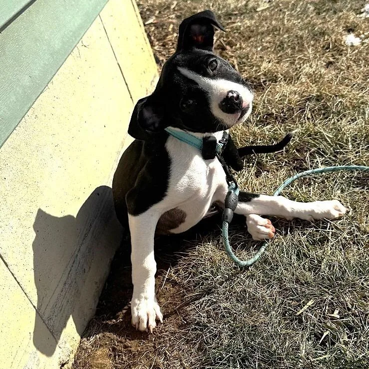 A baby medium-sized female Black Pit Bull Terrier dog named Lucy for adoption in Alma, WI