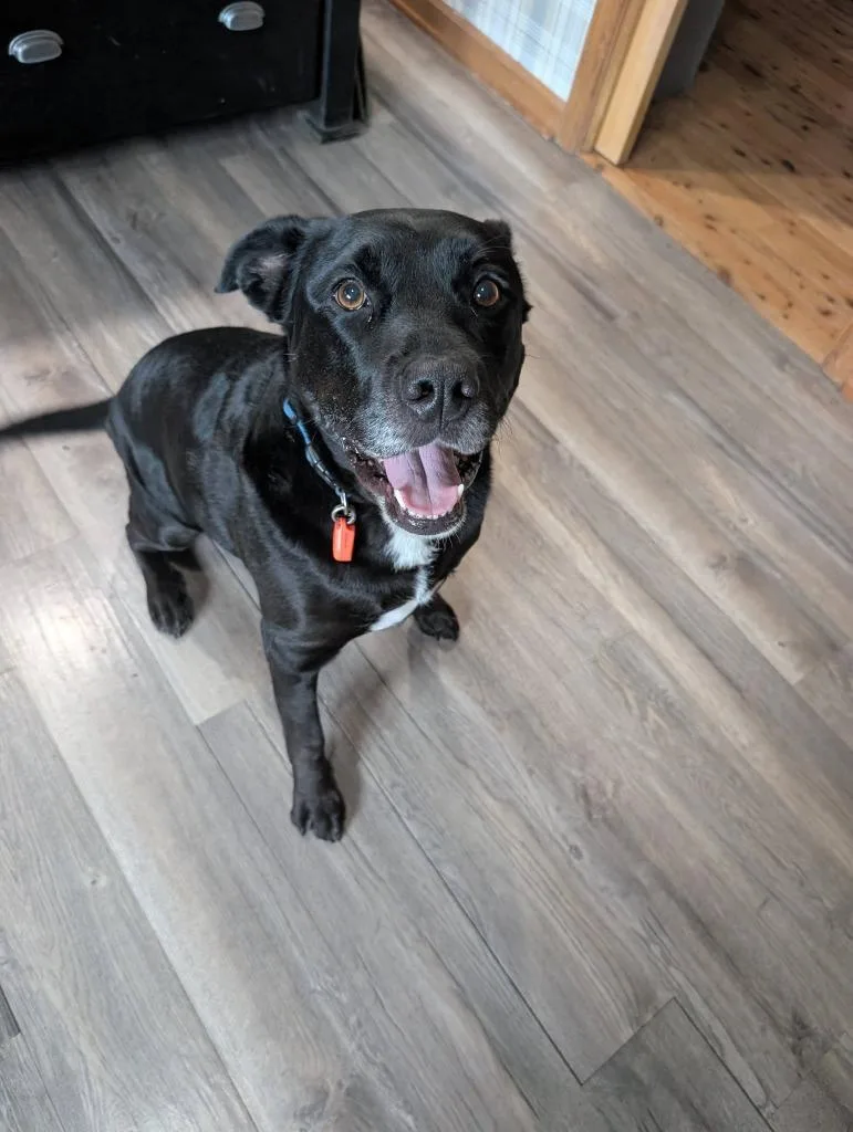 An adult large-sized male Mixed Breed dog named Diablo for adoption in Fond Du Lac, WI
