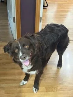 A young medium-sized male Australian Shepherd dog named Barry Pka Bear for adoption in Ringwood, IL