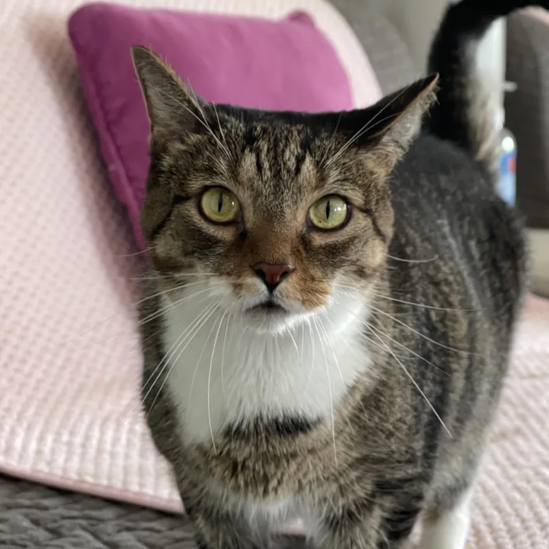 An adult small-sized female Brown / Chocolate Domestic Short Hair cat named Brooke for adoption in Chapel Hill, NC