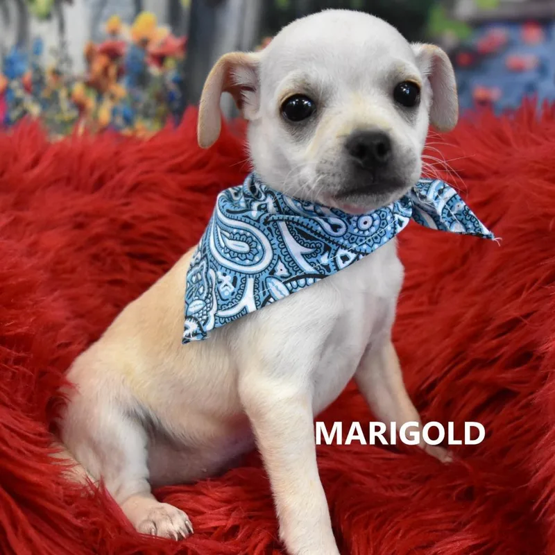 Marigold