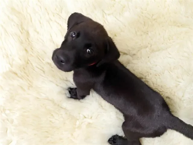 A baby medium-sized female Labrador Retriever dog named Oak for adoption in Fort Lauderdale, FL