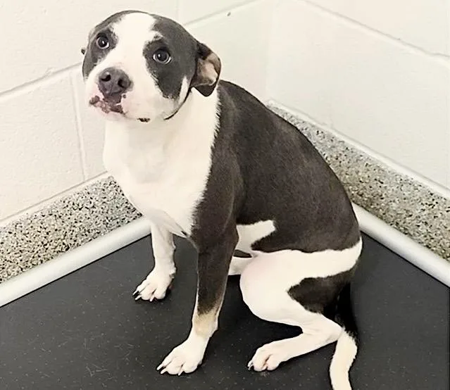 A young medium-sized female Labrador Retriever dog named Foxtrot for adoption in Houston, TX