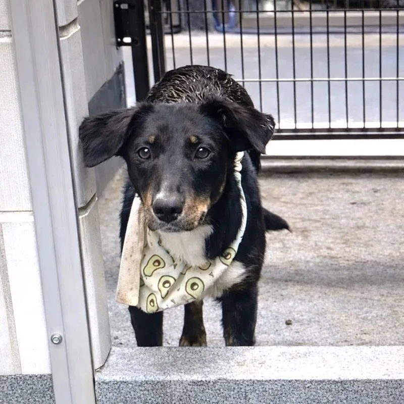 Persephone  “perci” thumbnail 2