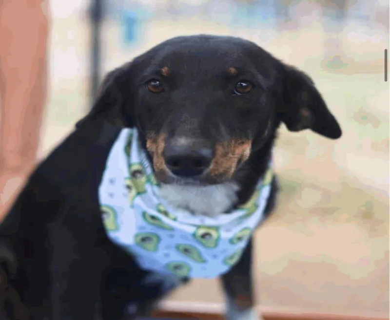 Persephone  “perci”