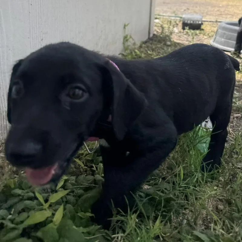 A baby small-sized female Black Labrador Retriever dog named Ella for adoption in Corpus Christi, TX