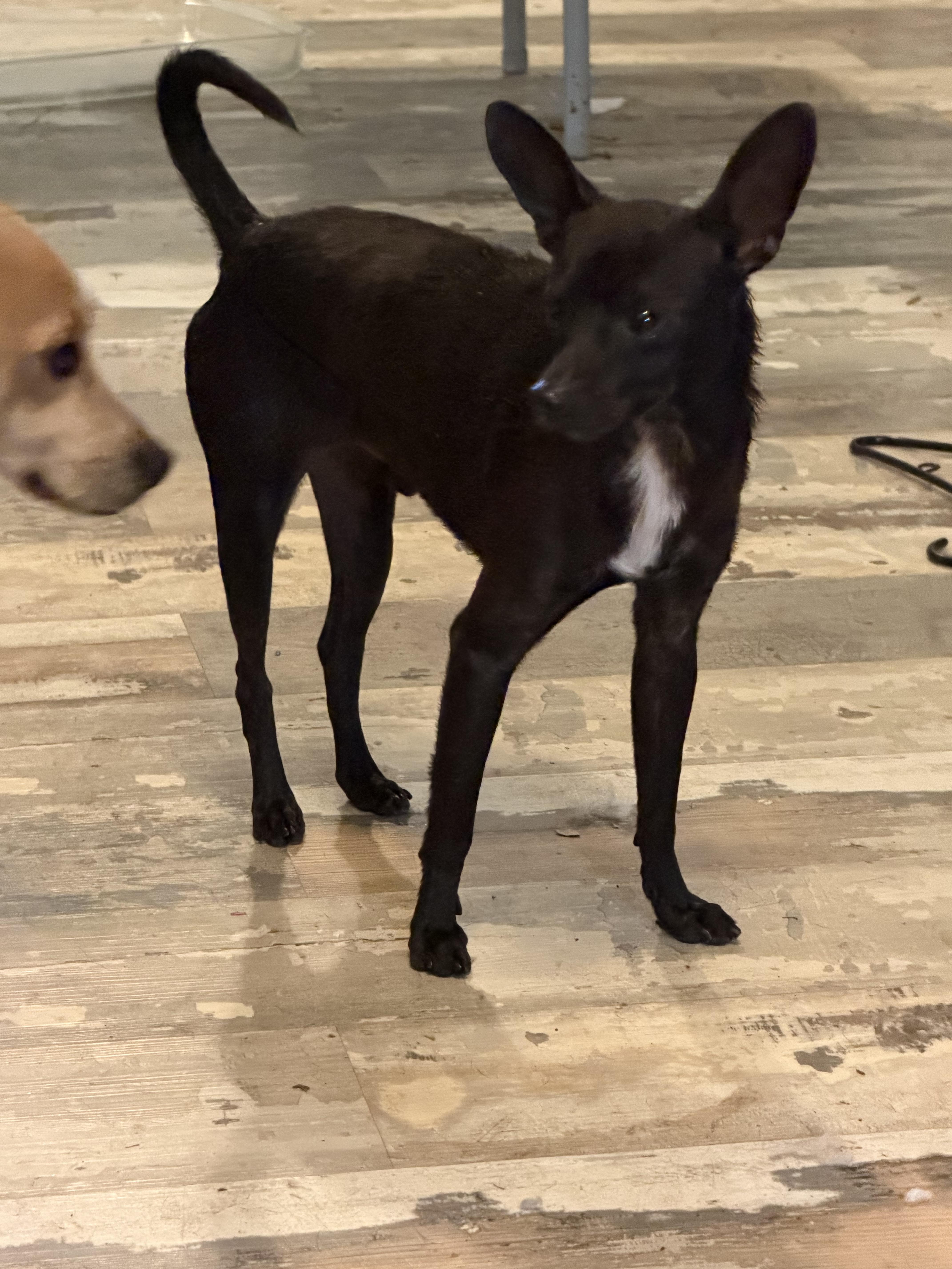 A young small-sized male Black Chihuahua dog named ChicoTaco for adoption in Boerne, TX