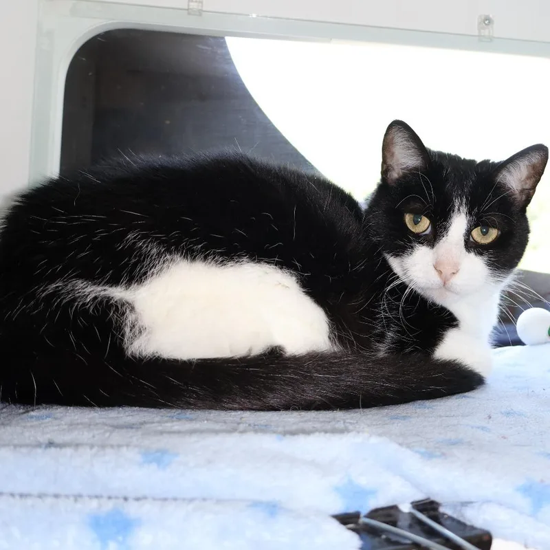 A senior large-sized female Domestic Short Hair cat named Coachella for adoption in Saint Charles, MO