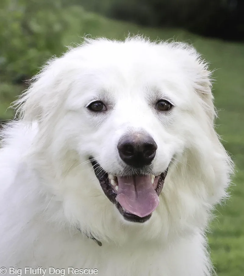 A young large-sized female White / Cream Great Pyrenees dog named Folly for adoption in Nashville, TN
