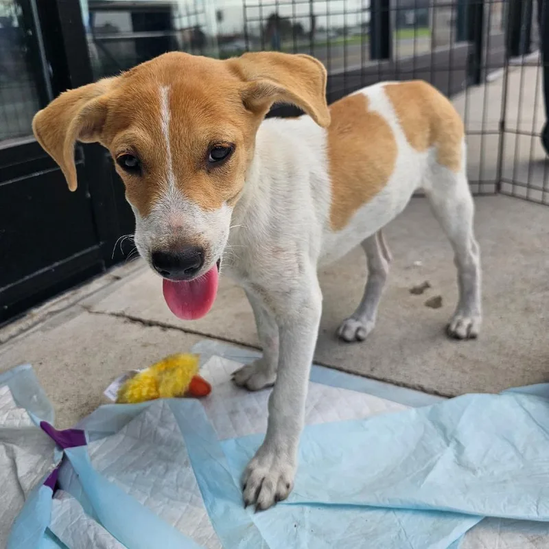 A baby small-sized male White / Cream Terrier dog named Miso for adoption in Harlingen, TX